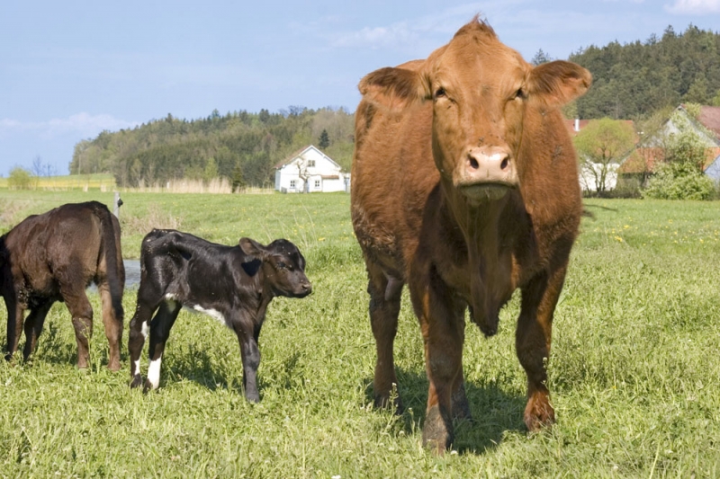  肉牛养殖国家补贴政策行情分析