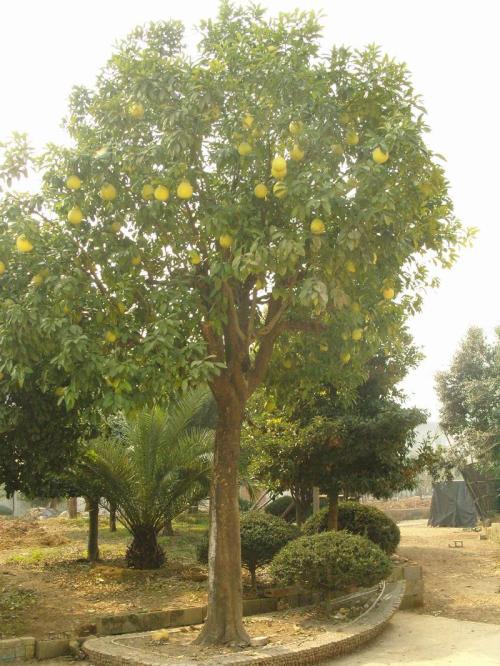 香泡树和柚子树的区别,香泡树种植