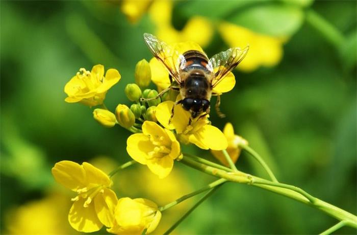 保护蜜蜂,让农业生产更有机