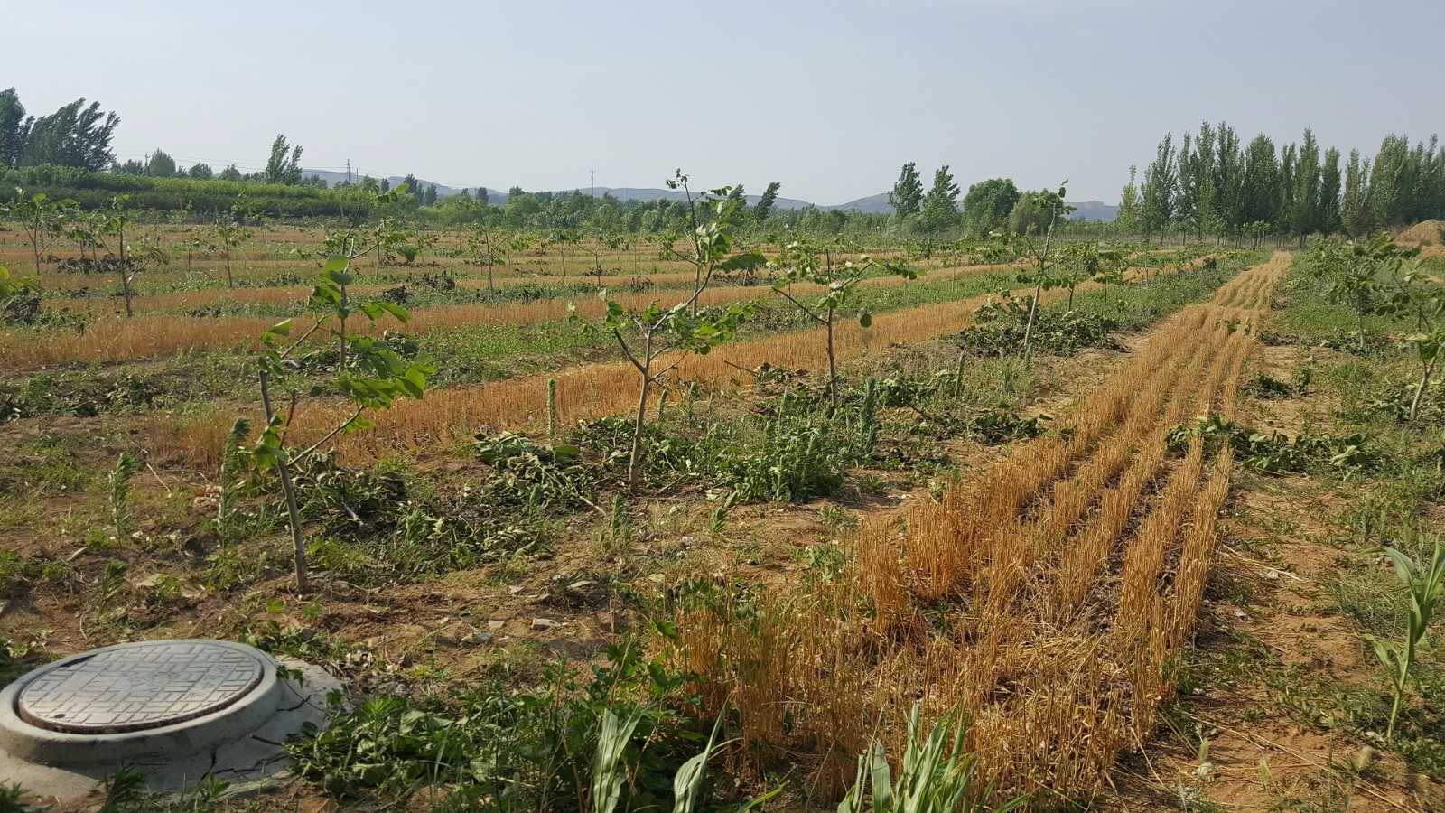 山东省潍坊市潍城区林木苗圃地20亩仅限用于流转